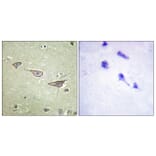 Immunohistochemistry - Anti-COX15 Antibody (C12230) - Antibodies.com