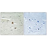 Immunohistochemistry - Anti-COPS1 Antibody (B8322) - Antibodies.com