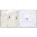Immunohistochemistry - Anti-c-Abl Antibody (B0624) - Antibodies.com