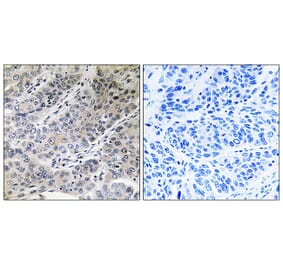 Immunohistochemistry - Anti-BRP44 Antibody (C14780) - Antibodies.com