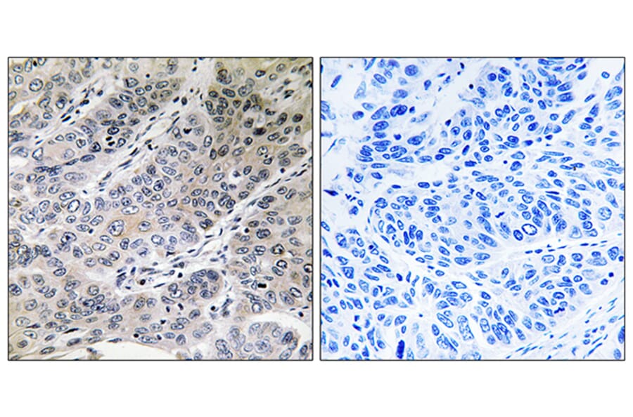 Immunohistochemistry - Anti-BRP44 Antibody (C14780) - Antibodies.com