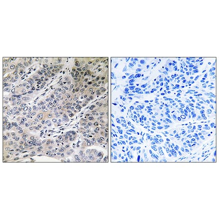 Immunohistochemistry - Anti-BRP44 Antibody (C14780) - Antibodies.com