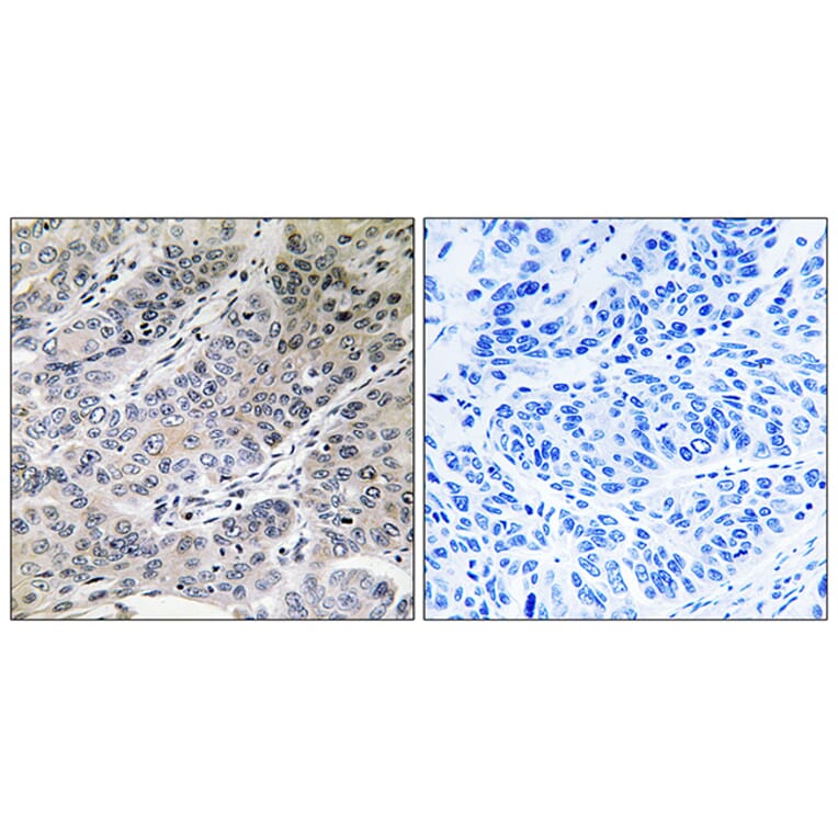 Immunohistochemistry - Anti-BRP44 Antibody (C14780) - Antibodies.com