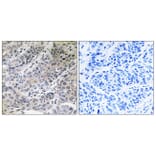 Immunohistochemistry - Anti-BRP44 Antibody (C14780) - Antibodies.com