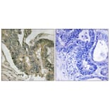 Immunohistochemistry - Anti-ALDOC Antibody (C15823) - Antibodies.com