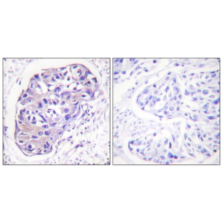 Immunohistochemistry - Anti-GRK2 Antibody (B0486) - Antibodies.com