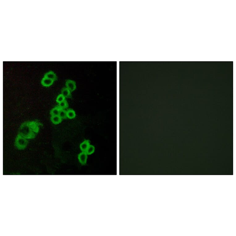 Immunofluorescence - Anti-EDG2 Antibody (G083) - Antibodies.com