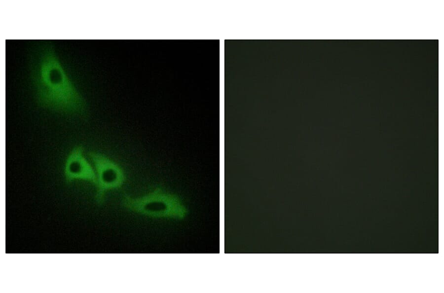 Immunofluorescence - Anti-GK Antibody (C10533) - Antibodies.com
