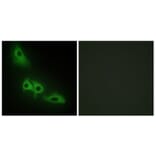Immunofluorescence - Anti-GK Antibody (C10533) - Antibodies.com
