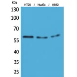 Western Blot - Anti-CYP11B1 + CYP11B2 Antibody (C30264) - Antibodies.com
