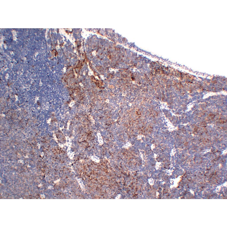 Immunohistochemistry - Anti-Chromogranin A Antibody (V0042) - Antibodies.com