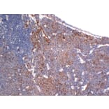 Immunohistochemistry - Anti-Chromogranin A Antibody (V0042) - Antibodies.com
