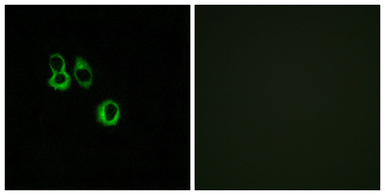 Immunofluorescence analysis of MCF7 cells using Anti-OR3A2 + OR3A3 Antibody. The right hand panel represents a negative control, where the antibody was pre-incubated with the immunising peptide.