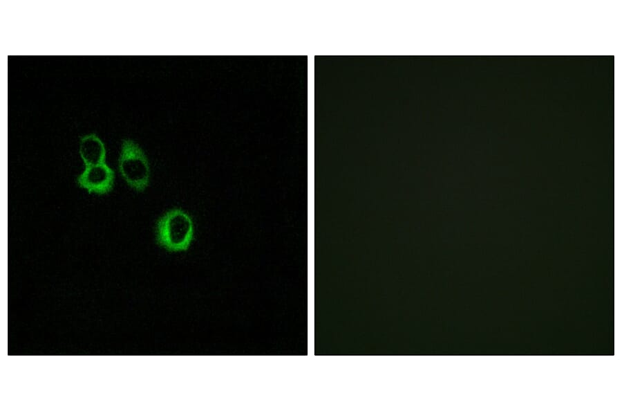 Immunofluorescence - Anti-OR3A2 + OR3A3 Antibody (G900) - Antibodies.com