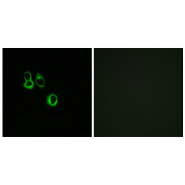 Immunofluorescence - Anti-OR3A2 + OR3A3 Antibody (G900) - Antibodies.com