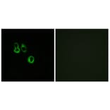 Immunofluorescence - Anti-OR3A2 + OR3A3 Antibody (G900) - Antibodies.com