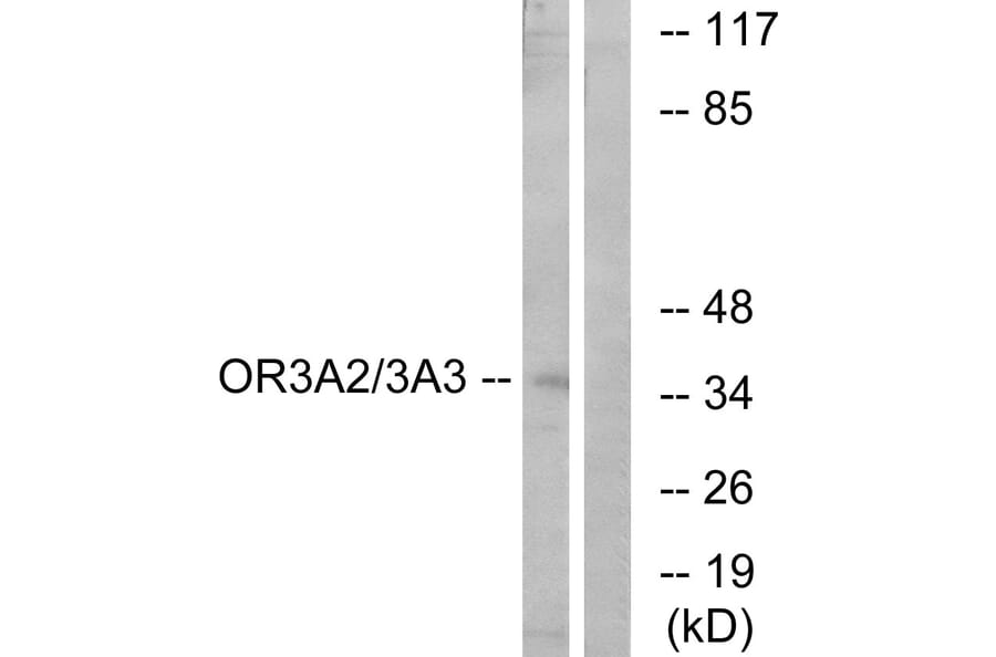 Western Blot - Anti-OR3A2 + OR3A3 Antibody (G900) - Antibodies.com