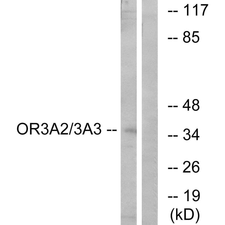 Western Blot - Anti-OR3A2 + OR3A3 Antibody (G900) - Antibodies.com