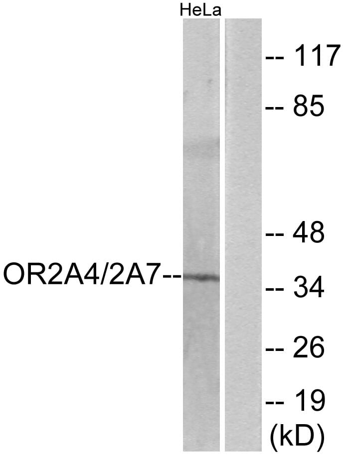 Western blot analysis of lysates from HeLa cells using Anti-OR2A4 + OR2A7 Antibody. The right hand lane represents a negative control, where the antibody is blocked by the immunising peptide.