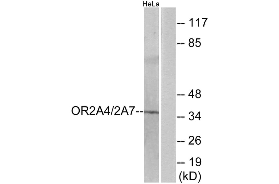 Western Blot - Anti-OR2A4 + OR2A7 Antibody (G536) - Antibodies.com
