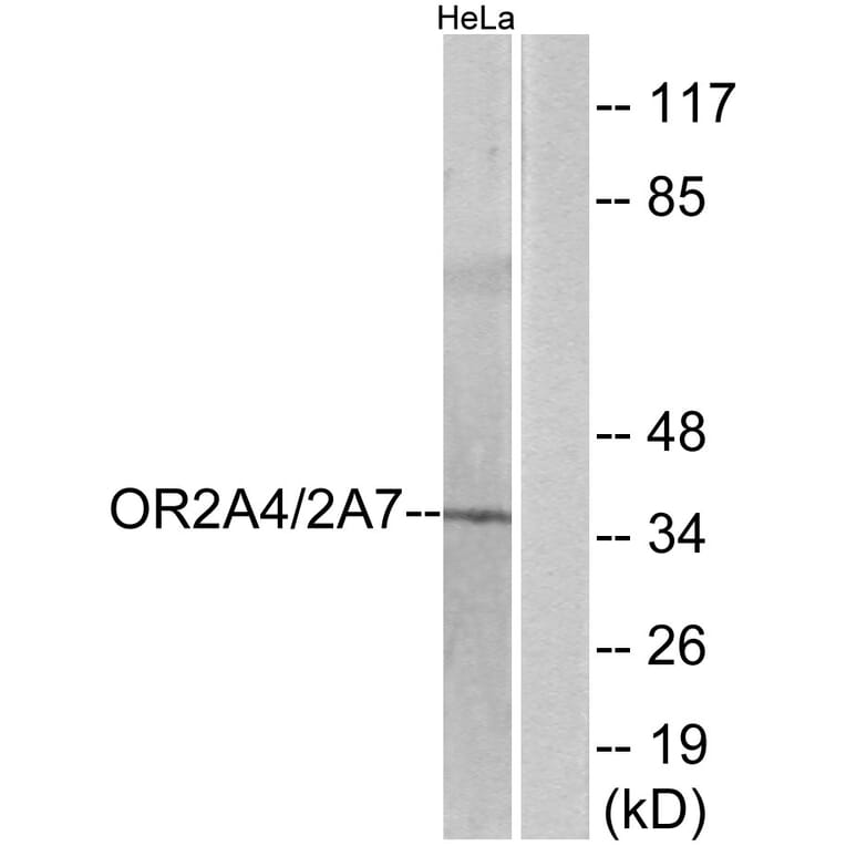 Western Blot - Anti-OR2A4 + OR2A7 Antibody (G536) - Antibodies.com