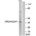 Western Blot - Anti-OR2A4 + OR2A7 Antibody (G536) - Antibodies.com