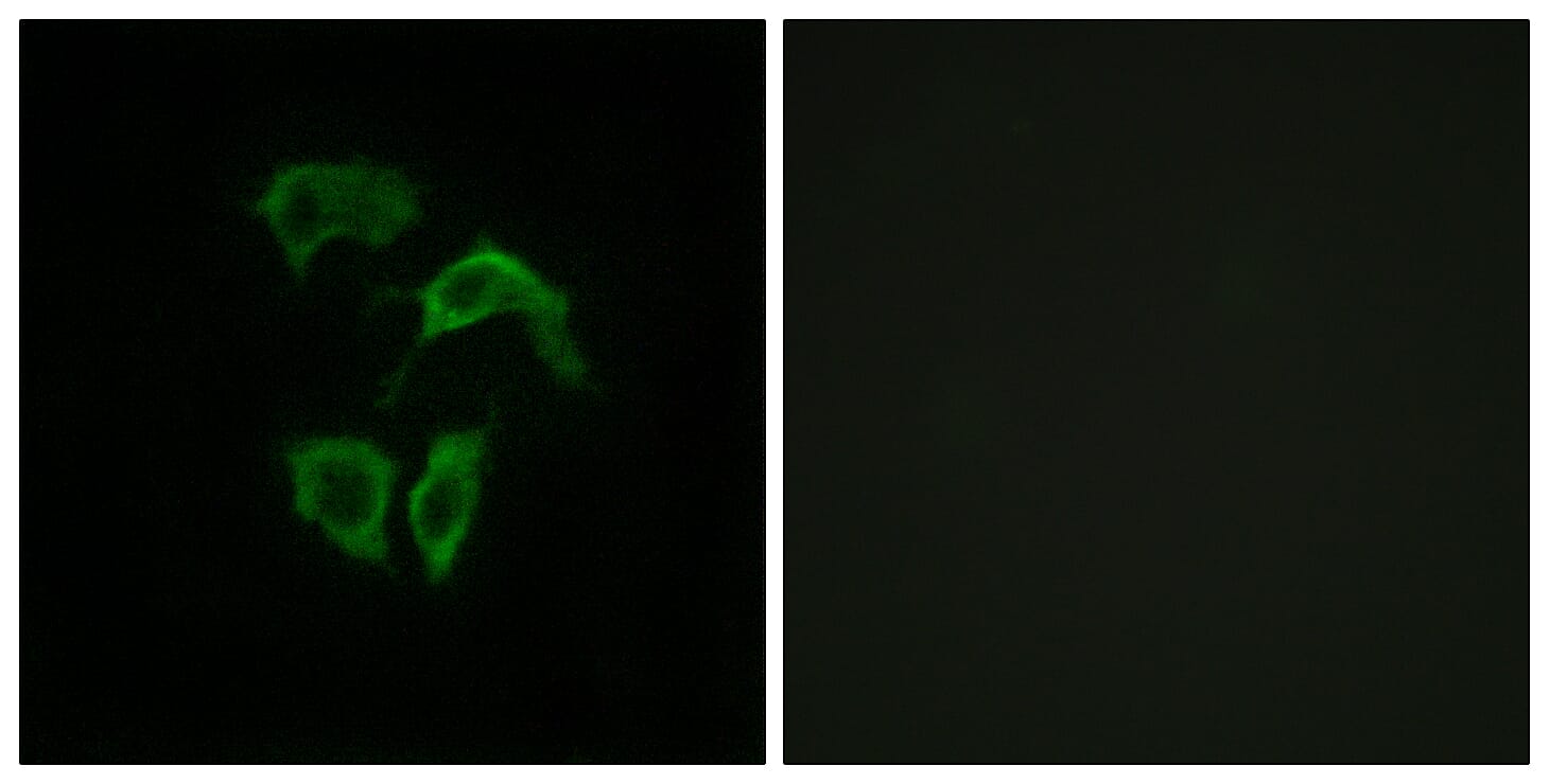 Immunofluorescence analysis of HepG2 cells using Anti-OR2A4 + OR2A7 Antibody. The right hand panel represents a negative control, where the antibody was pre-incubated with the immunising peptide.