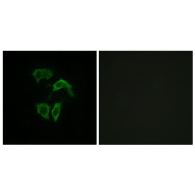 Immunofluorescence - Anti-OR2A4 + OR2A7 Antibody (G536) - Antibodies.com