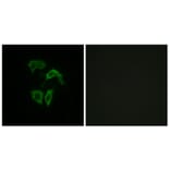 Immunofluorescence - Anti-OR2A4 + OR2A7 Antibody (G536) - Antibodies.com