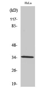 Western blot analysis of various cells using Anti-OR2A4 + OR2A7 Antibody.