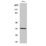 Western Blot - Anti-OR2A4 + OR2A7 Antibody (G536) - Antibodies.com