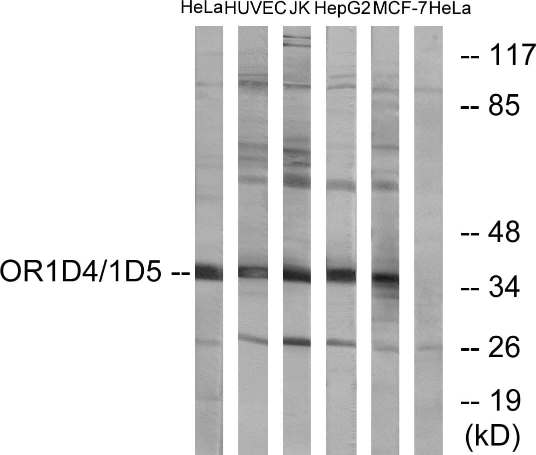 Western blot analysis of lysates from HeLa, HUVEC, Jurkat, HepG and MCF-7 cells using Anti-OR1D4 + OR1D5 Antibody. The right hand lane represents a negative control, where the antibody is blocked by the immunising peptide.