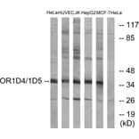 Western Blot - Anti-OR1D4 + OR1D5 Antibody (G885) - Antibodies.com