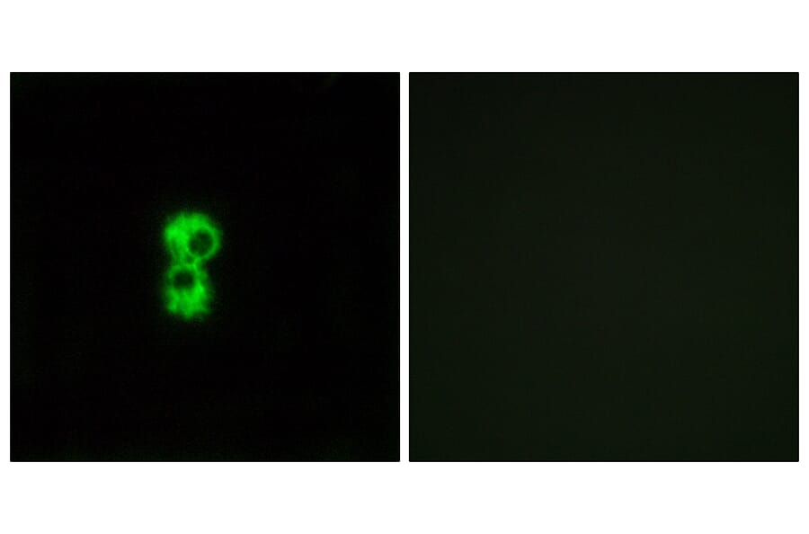 Immunofluorescence - Anti-OR1D4 + OR1D5 Antibody (G885) - Antibodies.com