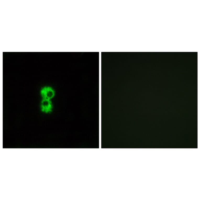 Immunofluorescence - Anti-OR1D4 + OR1D5 Antibody (G885) - Antibodies.com