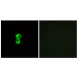 Immunofluorescence - Anti-OR1D4 + OR1D5 Antibody (G885) - Antibodies.com