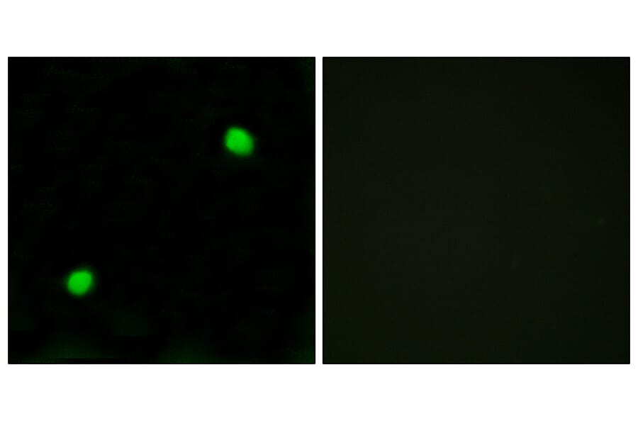 Immunofluorescence - Anti-Histone H2AX  Antibody (C10388) - Antibodies.com