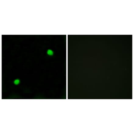 Immunofluorescence - Anti-Histone H2AX  Antibody (C10388) - Antibodies.com