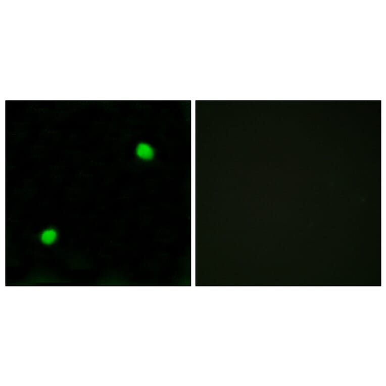 Immunofluorescence - Anti-Histone H2AX  Antibody (C10388) - Antibodies.com