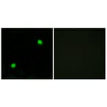 Immunofluorescence - Anti-Histone H2AX  Antibody (C10388) - Antibodies.com