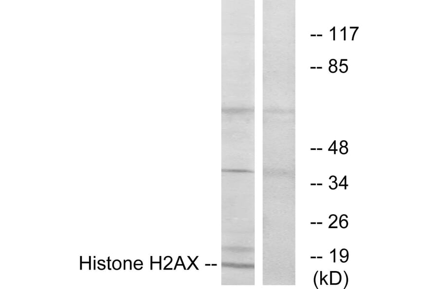 Western Blot - Anti-Histone H2AX  Antibody (C10388) - Antibodies.com