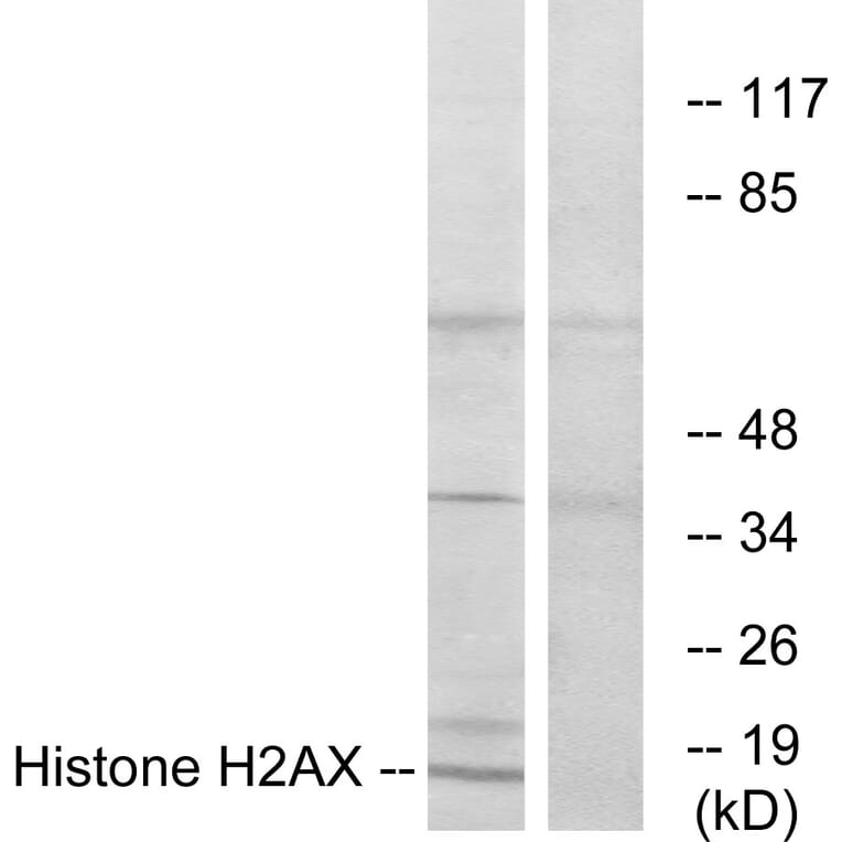 Western Blot - Anti-Histone H2AX  Antibody (C10388) - Antibodies.com