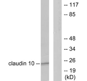 Western Blot - Anti-Claudin 10 Antibody (C0151) - Antibodies.com