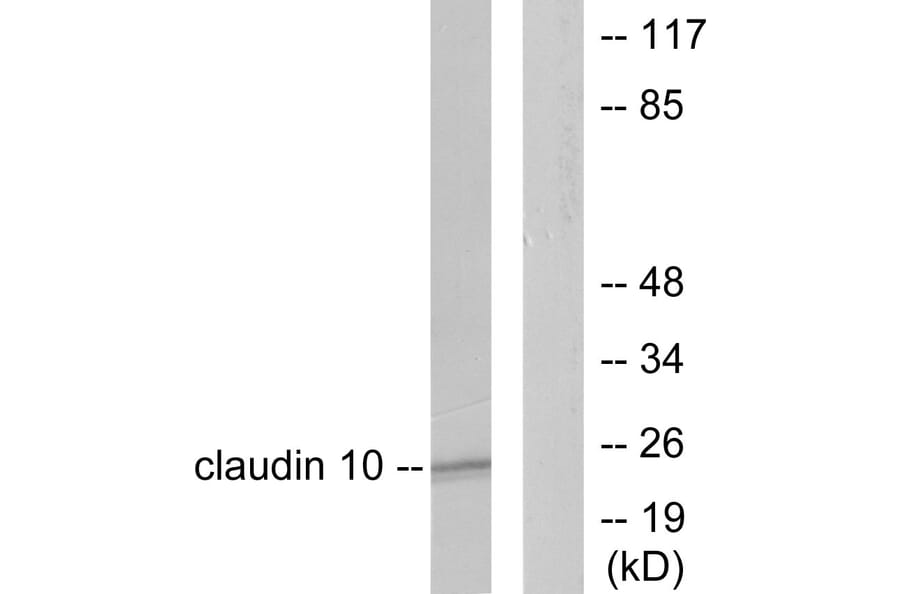 Western Blot - Anti-Claudin 10 Antibody (C0151) - Antibodies.com