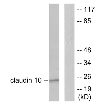 Western Blot - Anti-Claudin 10 Antibody (C0151) - Antibodies.com