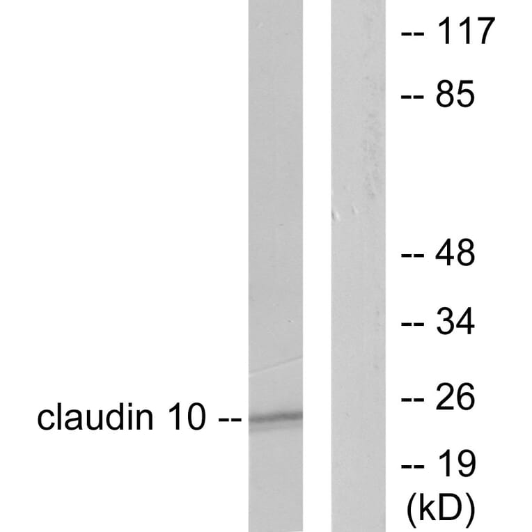 Western Blot - Anti-Claudin 10 Antibody (C0151) - Antibodies.com