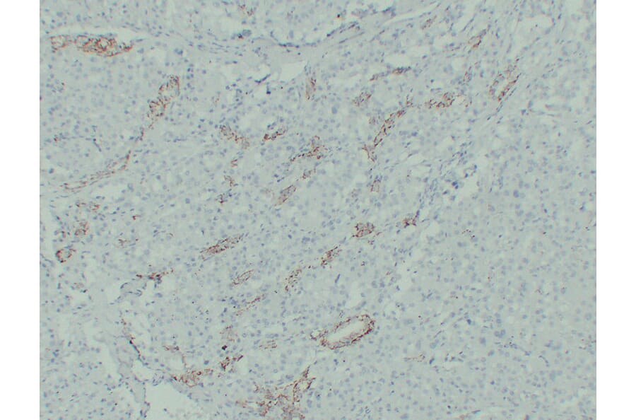 Immunohistochemistry - Anti-Claudin 7 Antibody (V0062) - Antibodies.com