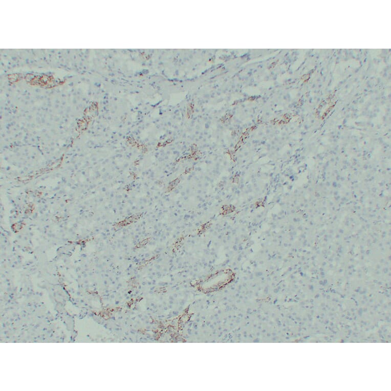 Immunohistochemistry - Anti-Claudin 7 Antibody (V0062) - Antibodies.com