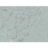 Immunohistochemistry - Anti-Claudin 7 Antibody (V0062) - Antibodies.com