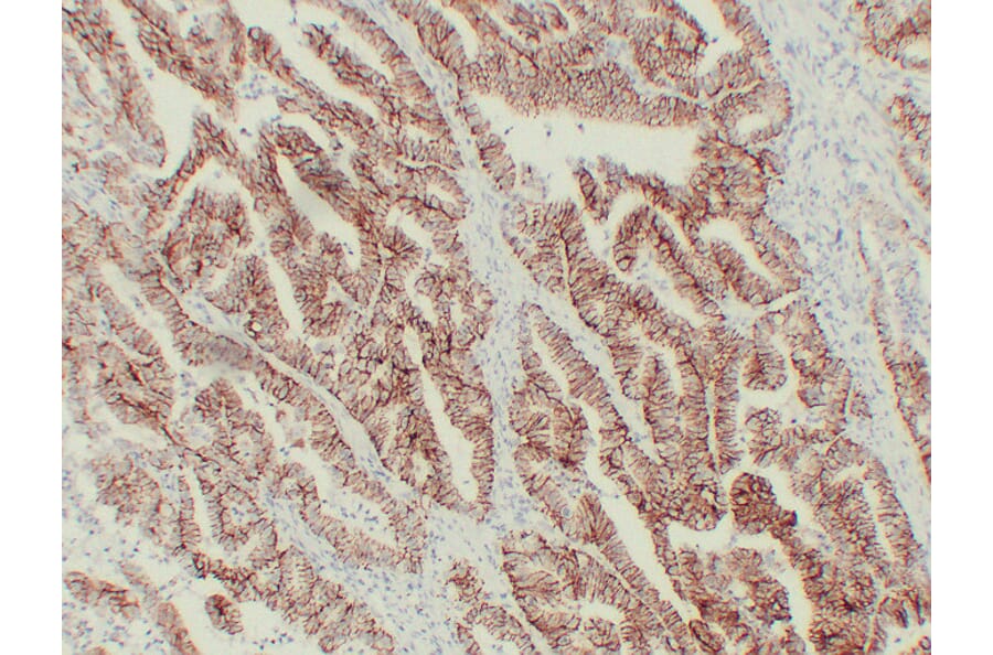 Immunohistochemistry - Anti-Claudin 7 Antibody (V0062) - Antibodies.com